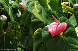 Второй паспорт: гражданство Доминики через инвестиции
